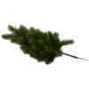 Fir branch