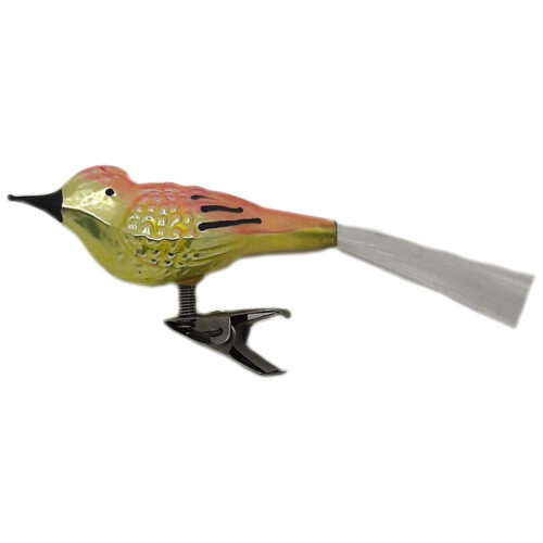Glasvogel mit kurzem Schnabel
