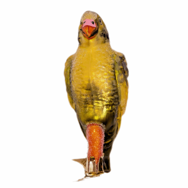 Christmas Ornament Budgie